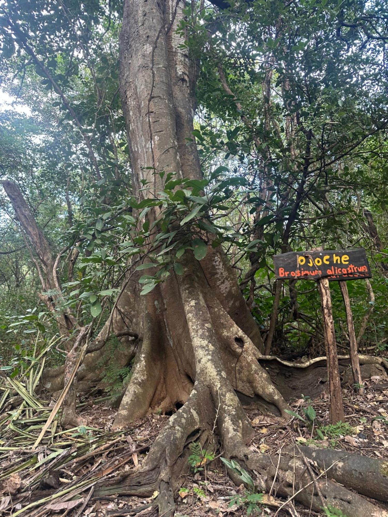 Finca Avellanas Lorena Bagian luar foto